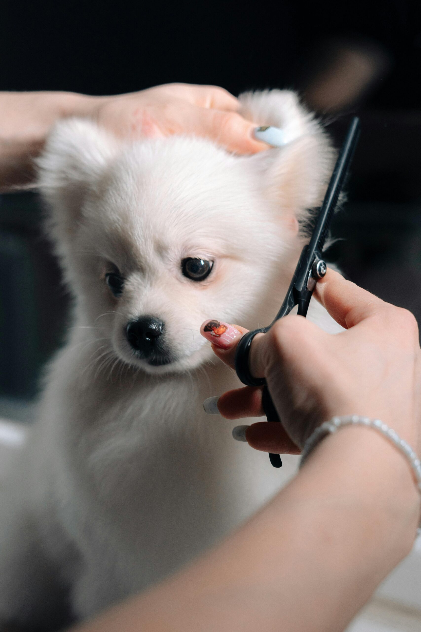 Puppy grooming
