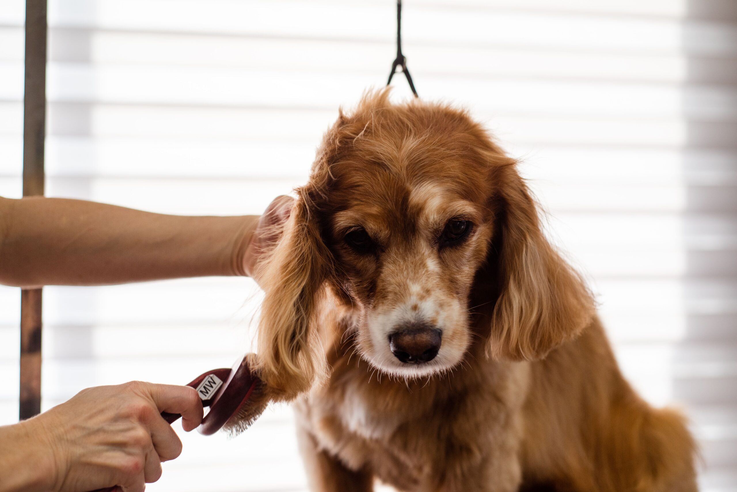 Dog grooming session