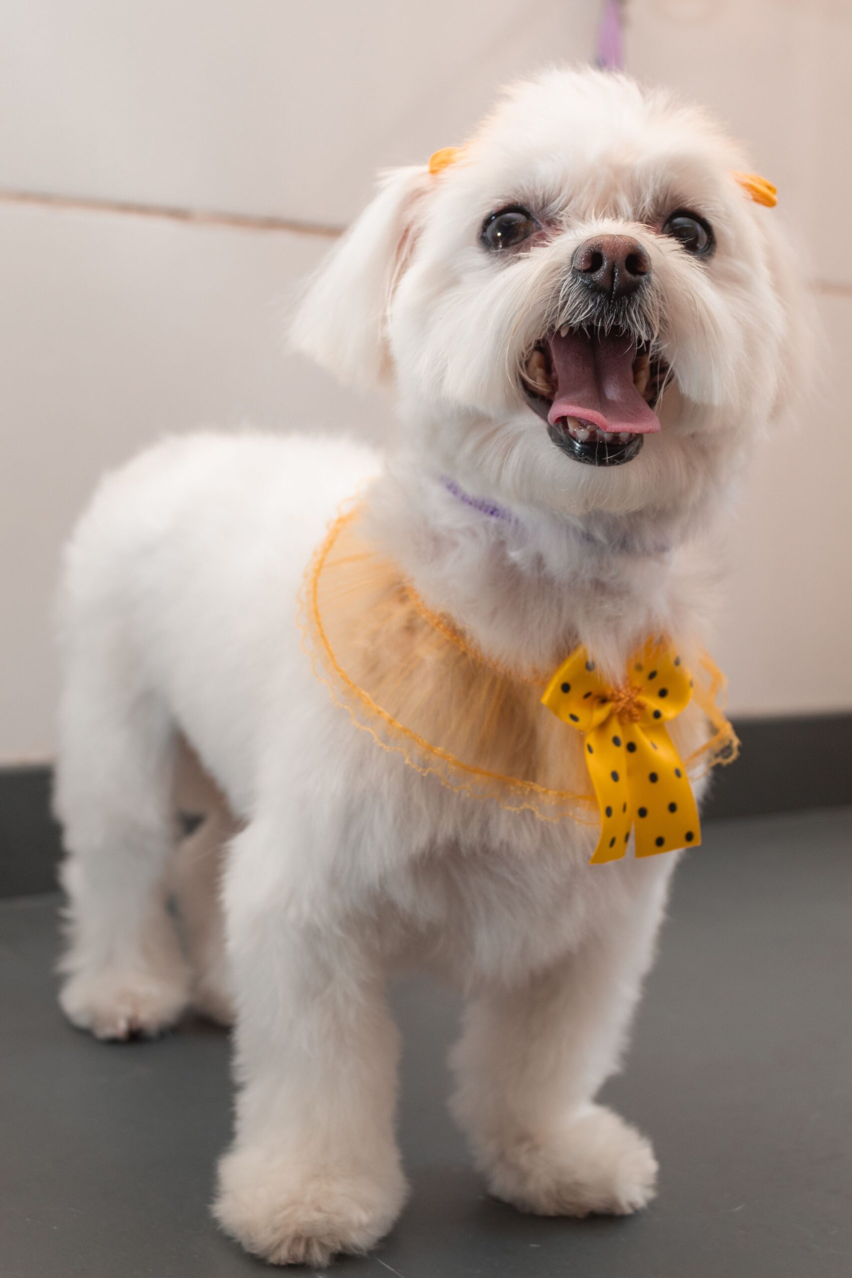Fluffy dog after grooming